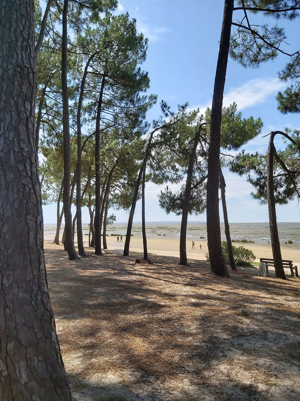 Pique-nique au Bassin d'Arcachon