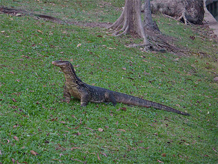 Godzilla dans le parc