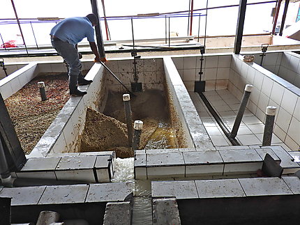 Lavage du café après fermentation