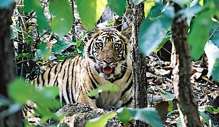 Tigre du bengale