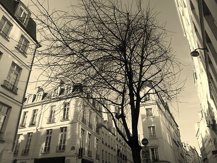 Un hiver à Paris (Pointe Trigano)