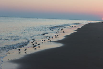 Les oiseaux sur la plage