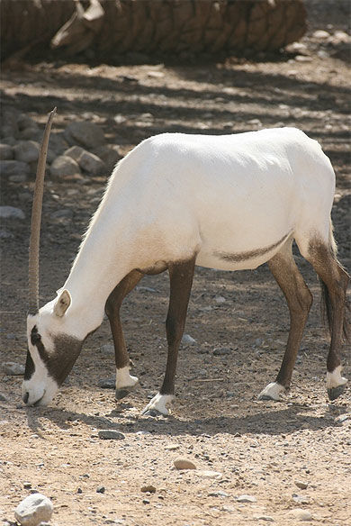 Oryx d'Arabie (Arabia's wildlife centre)
