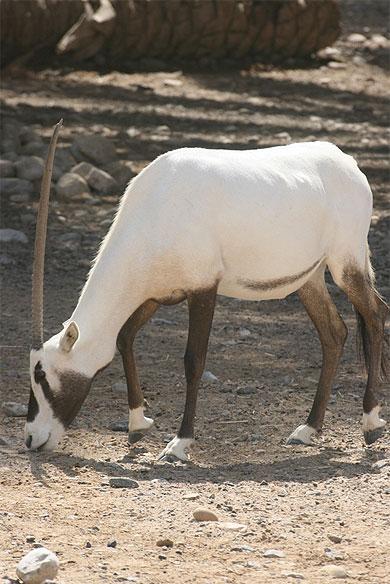 Oryx d'Arabie (Arabia's wildlife centre) Oryx d'Arabie (Arabia's wildlife centre)
