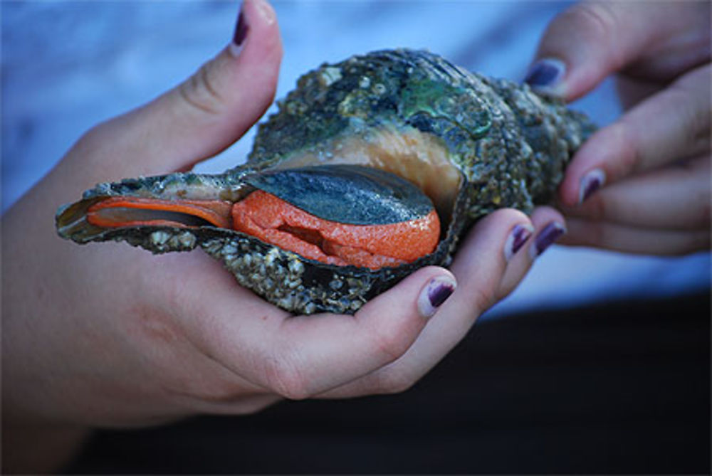 Coquillage