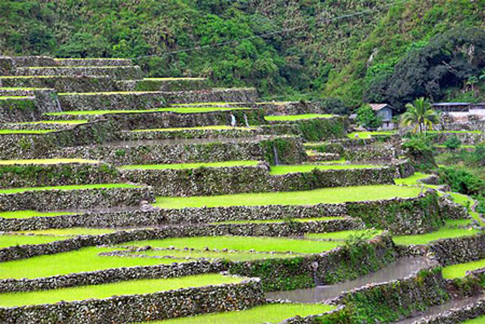 Rizières en terrasses à Bontoc