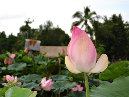 Fleurs de lotus Fleurs de lotus