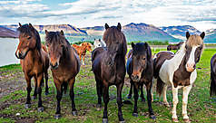 Observer les animaux en Islande
