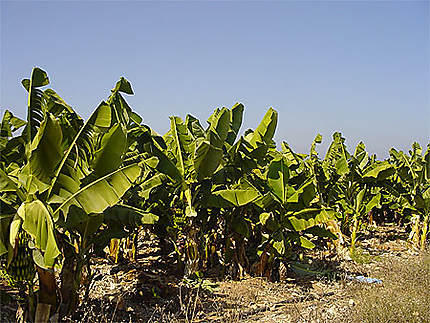 Bananiers de Chypre