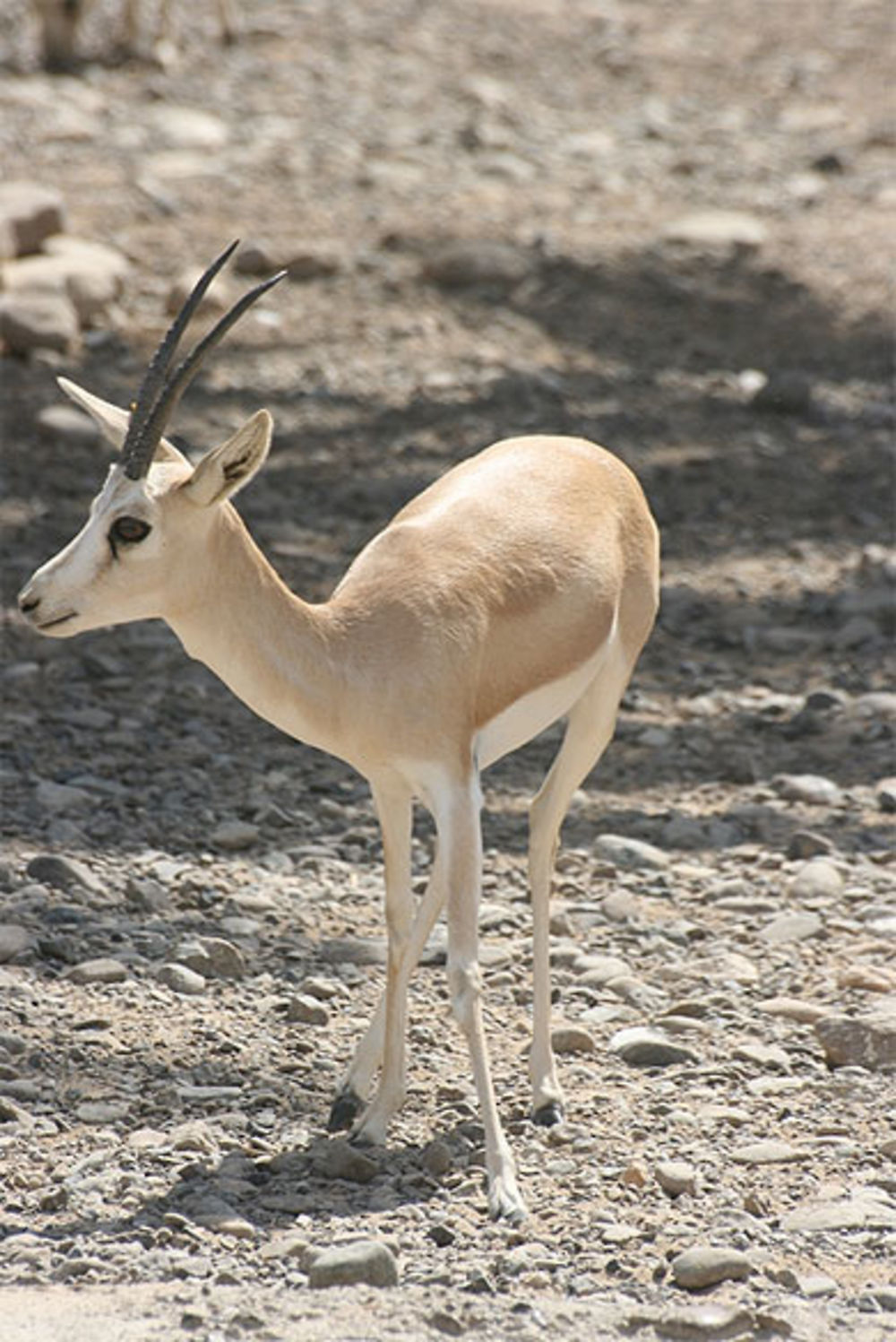 Gazelle de Rhim