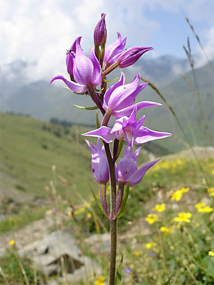 Orchidée de la Gaubie