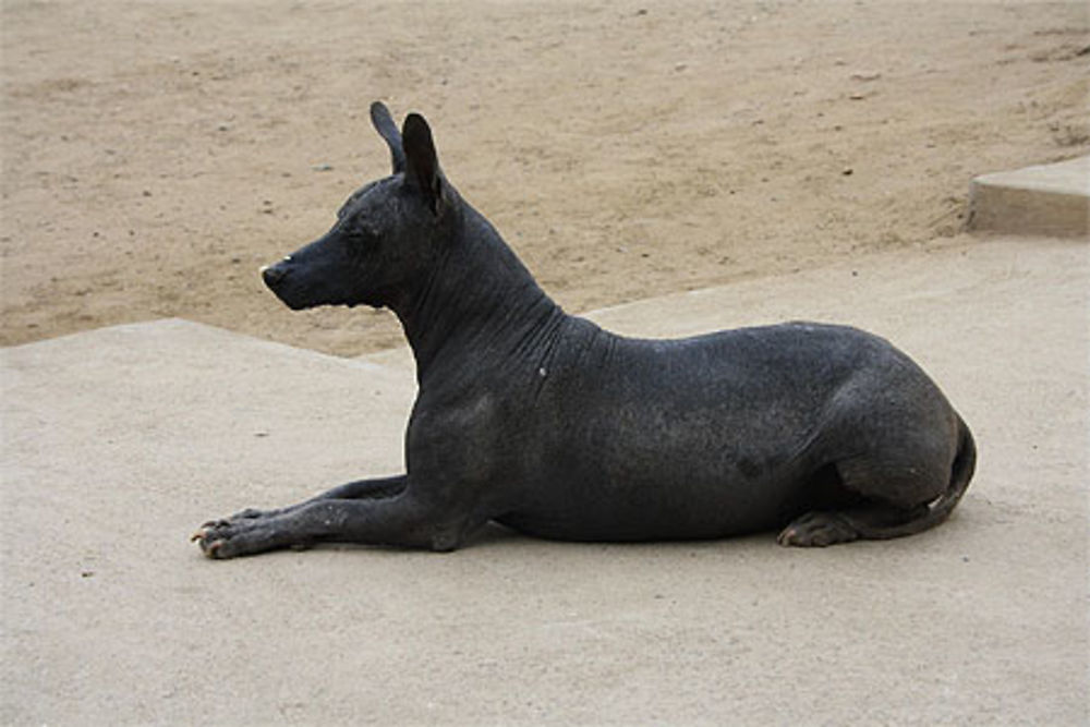 Chien sans poil