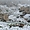Amman sous la neige 