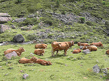 Vaches du plateau du Lienz