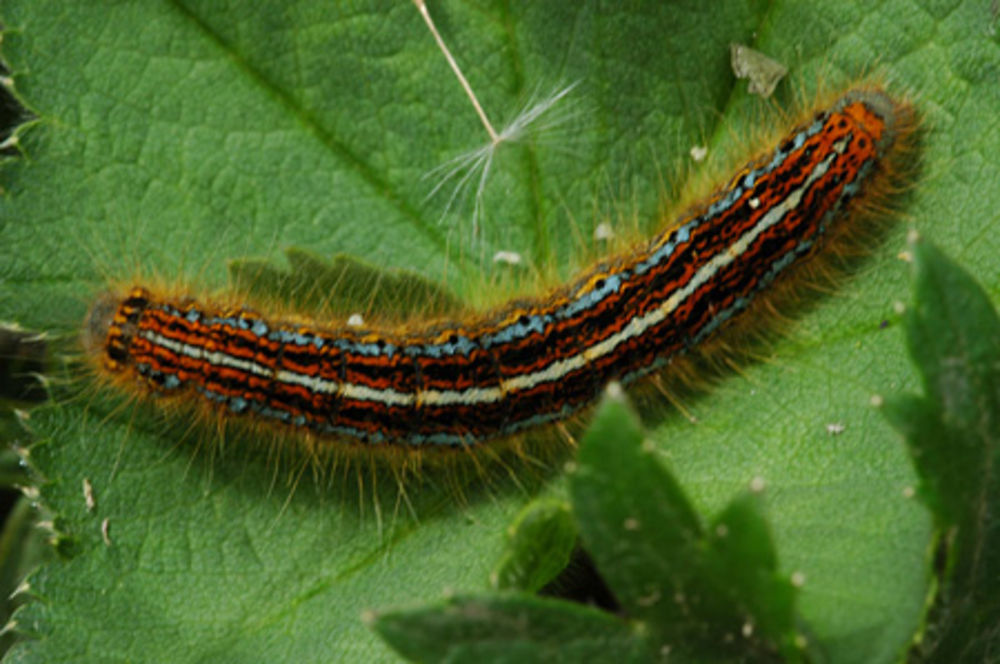 Chenille multicolore