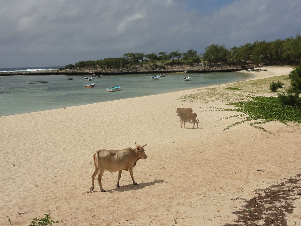 Île Rodrigues insolite