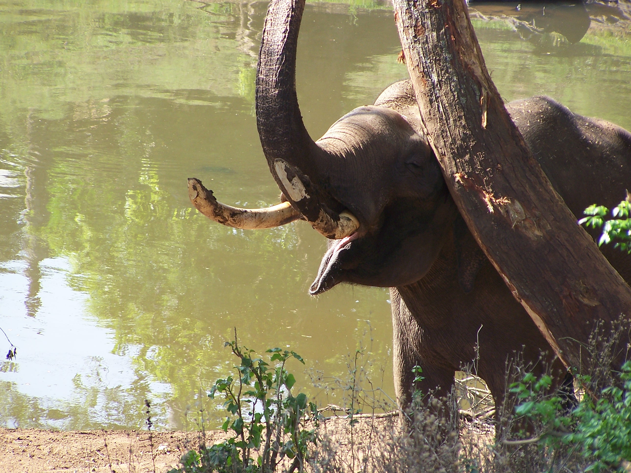 Eléphant camp Eléphant camp