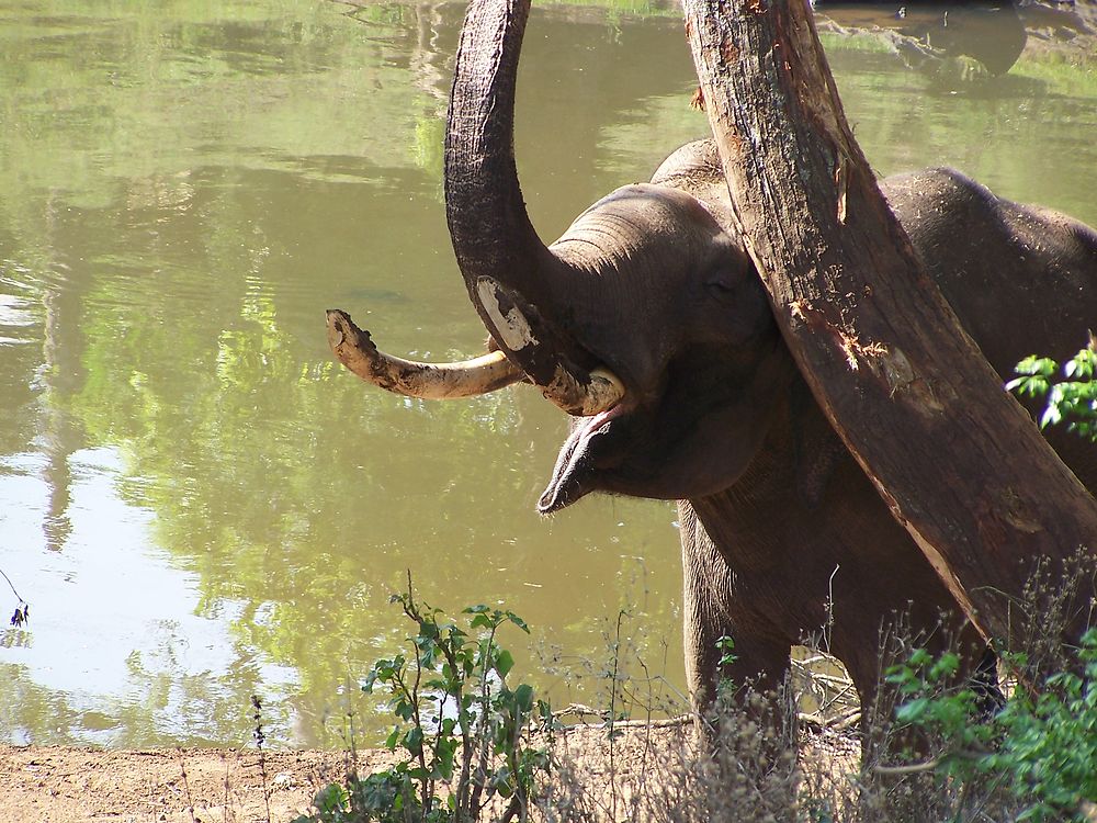 Eléphant camp