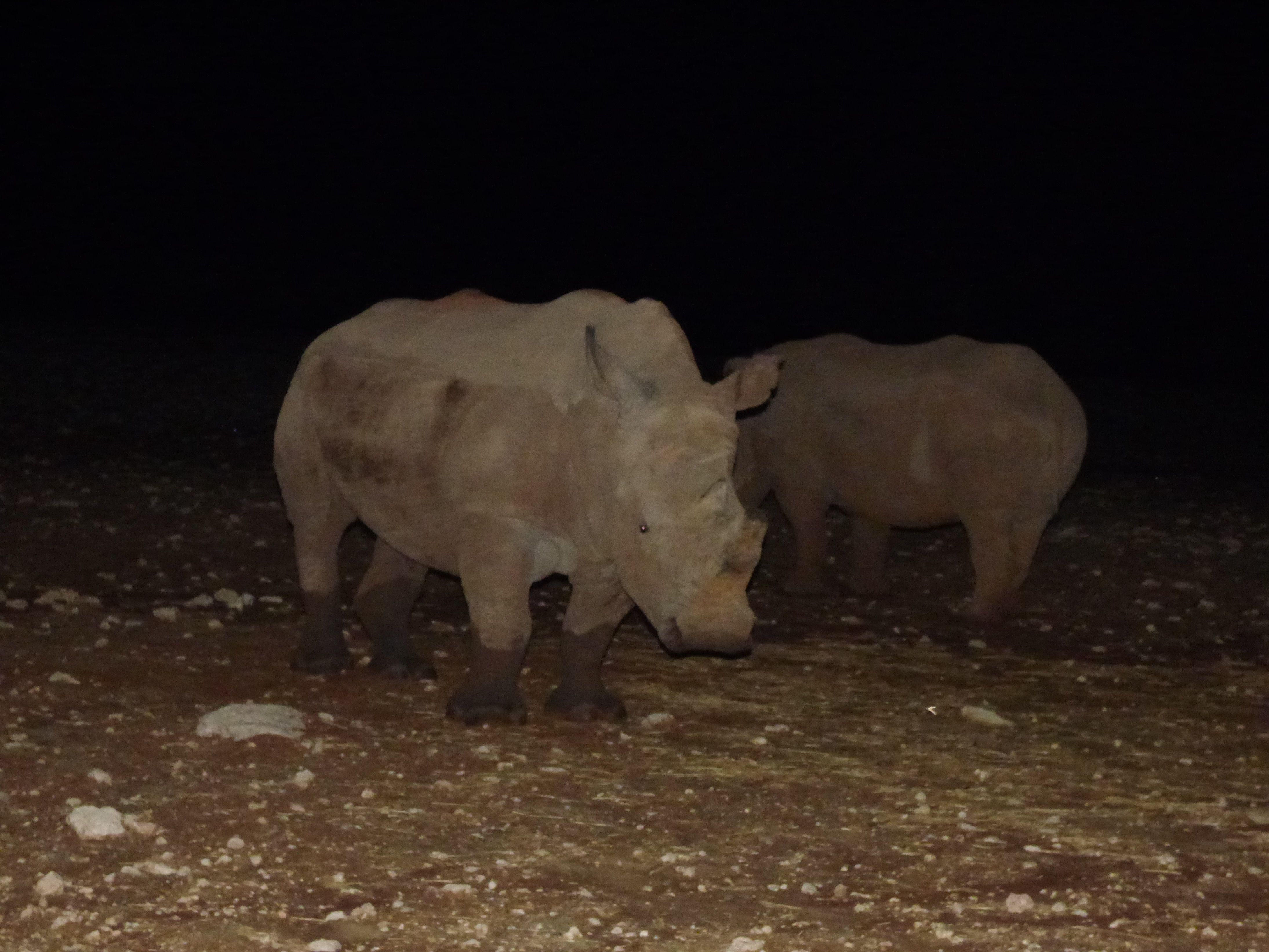 Le désert du Kalahari : Rhinocéros blanc