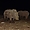 Le désert du Kalahari : Rhinocéros blanc