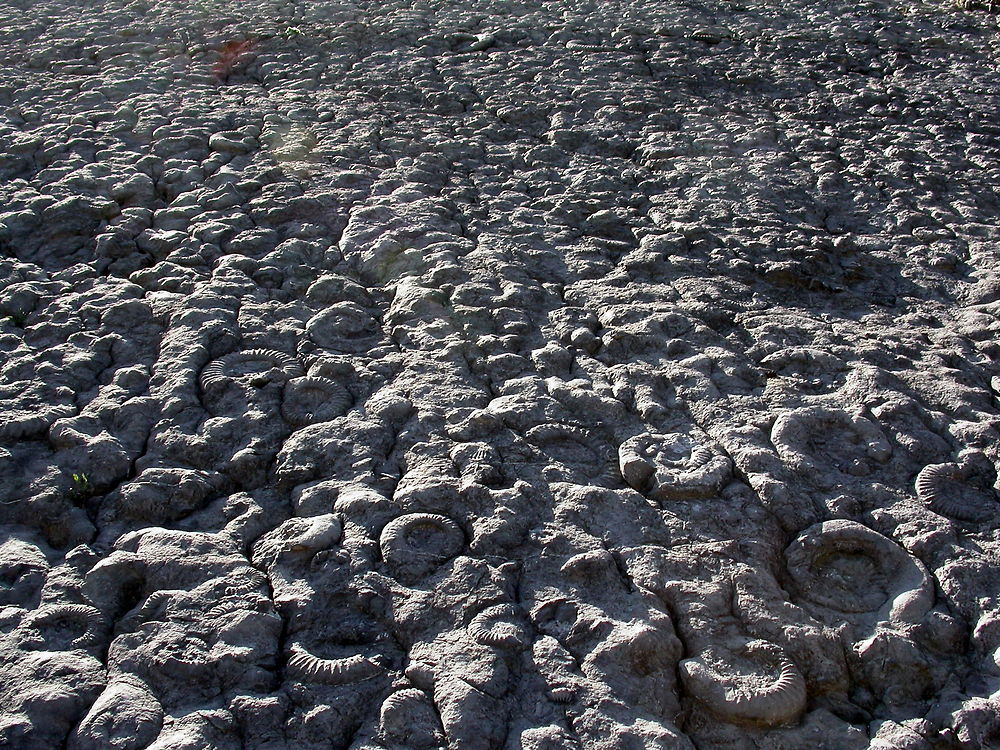 Le mur des ammonites