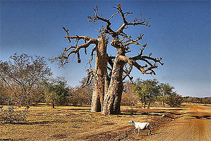 Baobab' s dancing