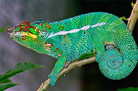 Caméléon Caméléon