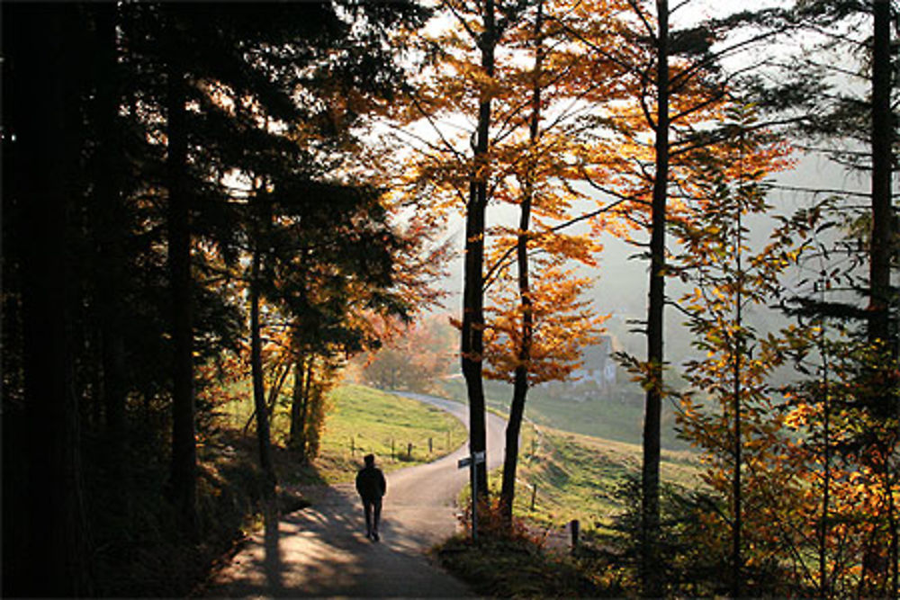 En sortant du bois ...