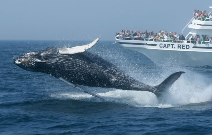États-Unis - Sur les traces des baleines avec le Massachusetts Whale Trail 