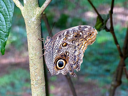 Papillon  