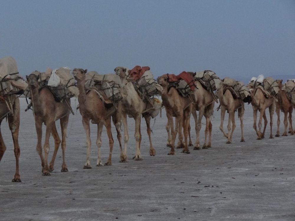 Les caravanes du Danakil