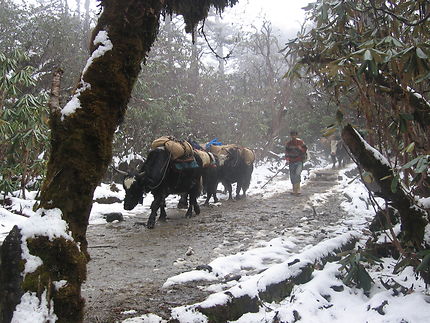 Trek vers le Khangchendzonga dans le Sikkim