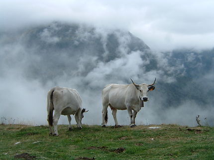 Les vaches du Tourmalet