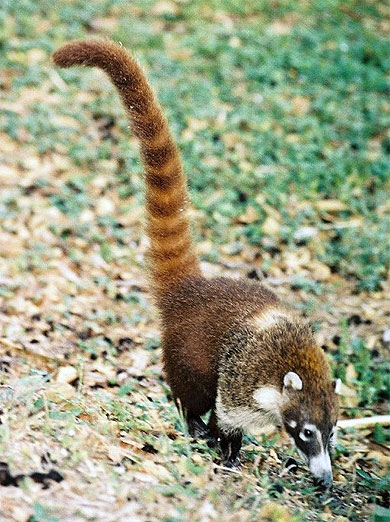 Coati Coati
