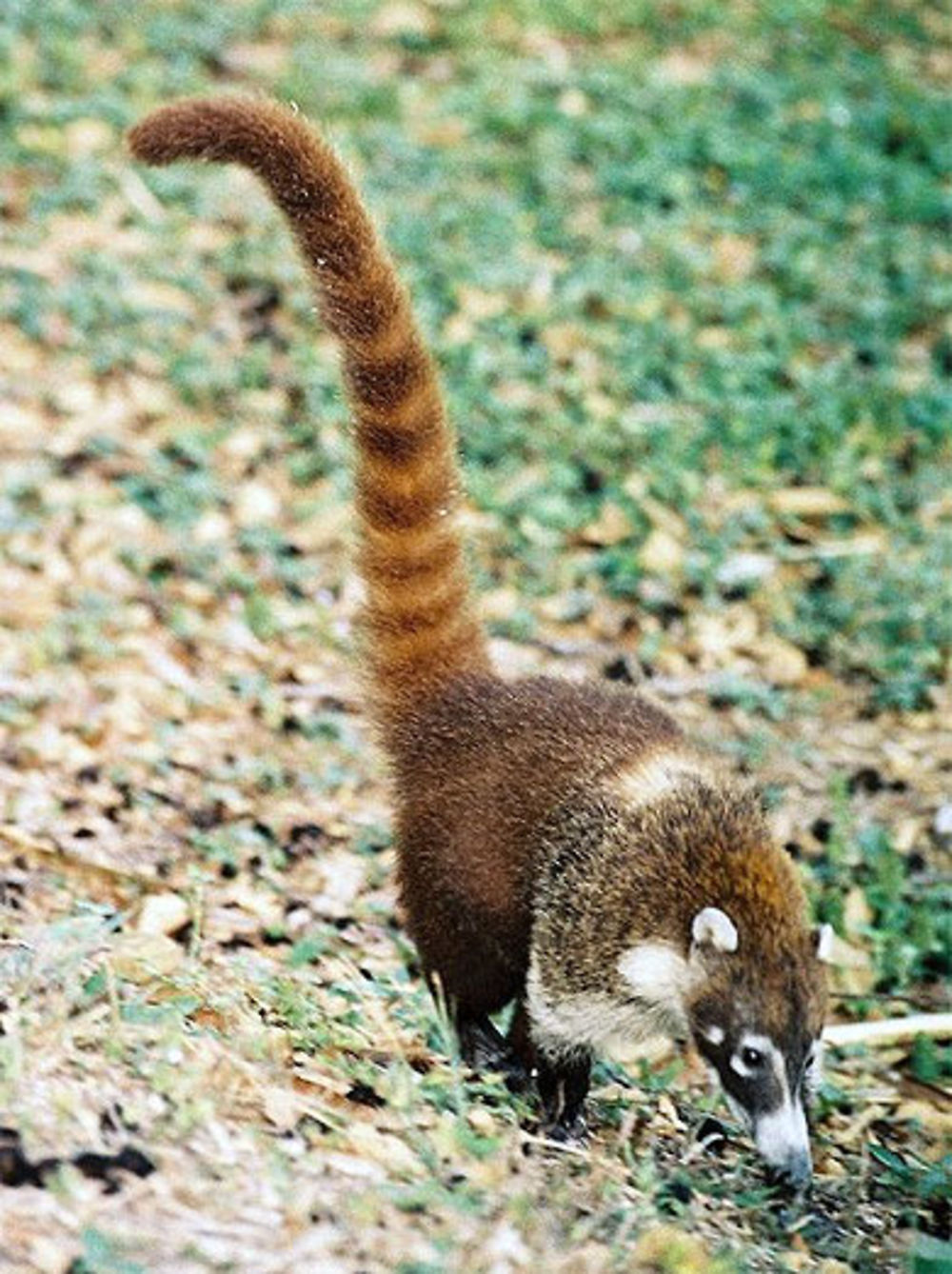 Coati