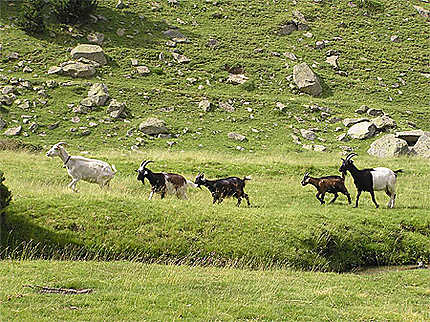 Chèvres de la vallée d'Aygues Cluses