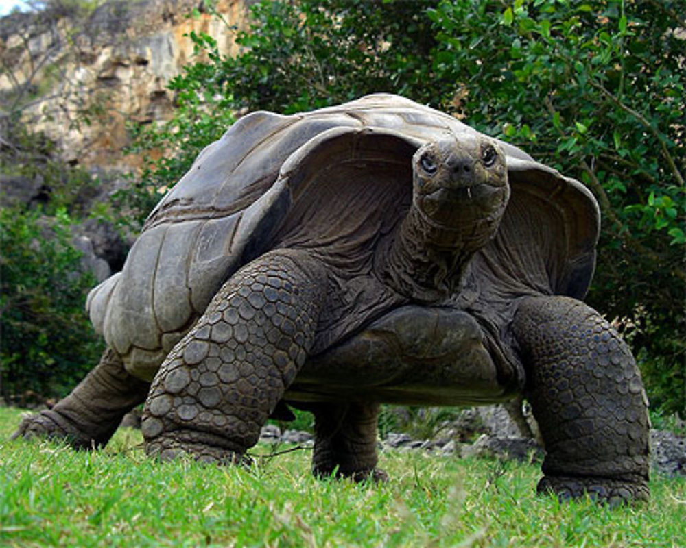 Tortue des Seychelles à Rodrigues