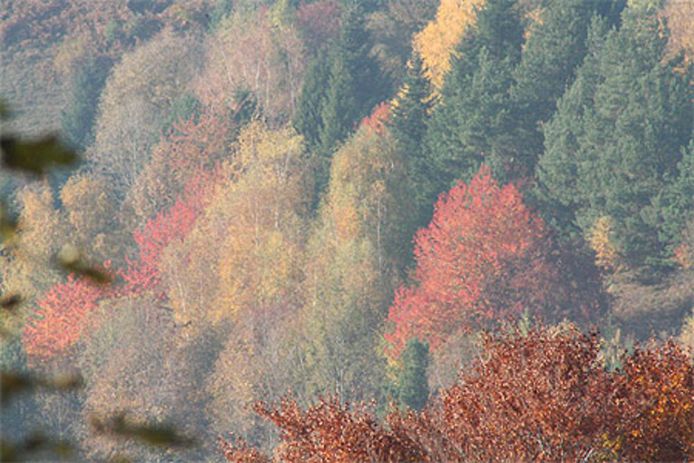 La forêt impressionniste