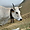 La vache à la cloche col du Tourmalet