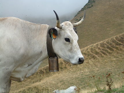 La vache à la cloche col du Tourmalet