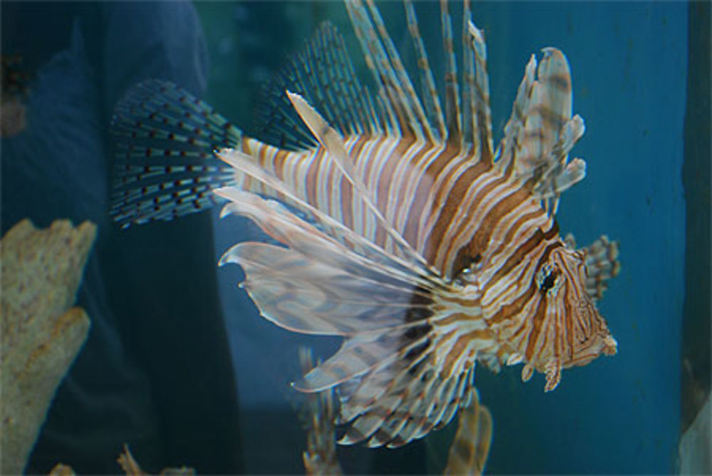 Mote Marine Aquarium