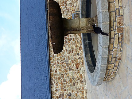 Chat de la fontaine des Capucins 