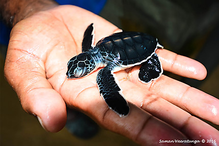 Kosgoda Sea Turtle Conservation