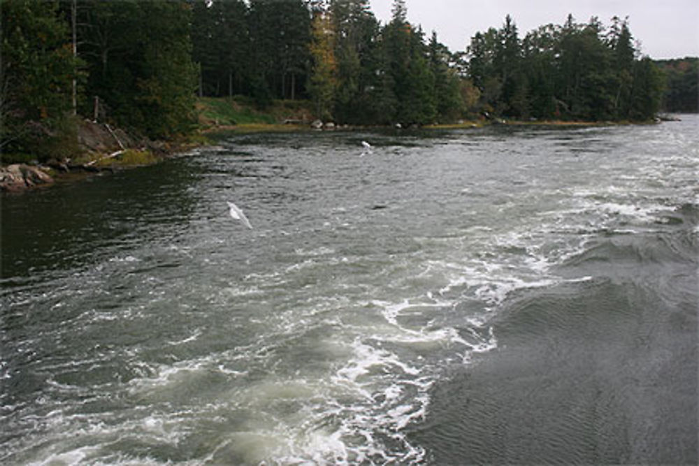 Reversing Falls dans le Maine