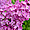 Pérouges - Le joli lilas