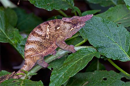 Caméléon Caméléon