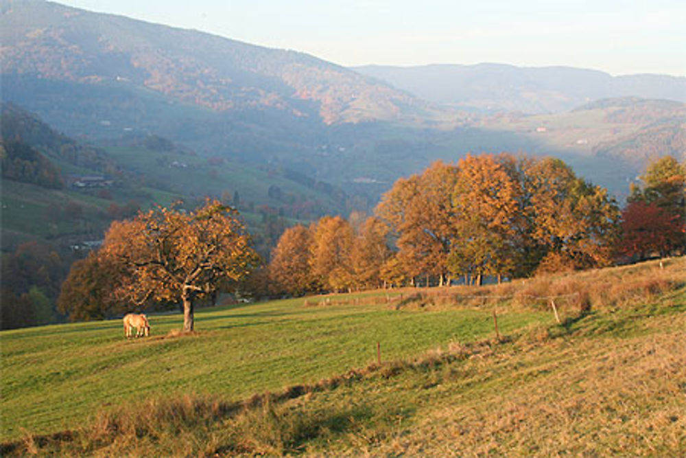 Le cheval de montagne