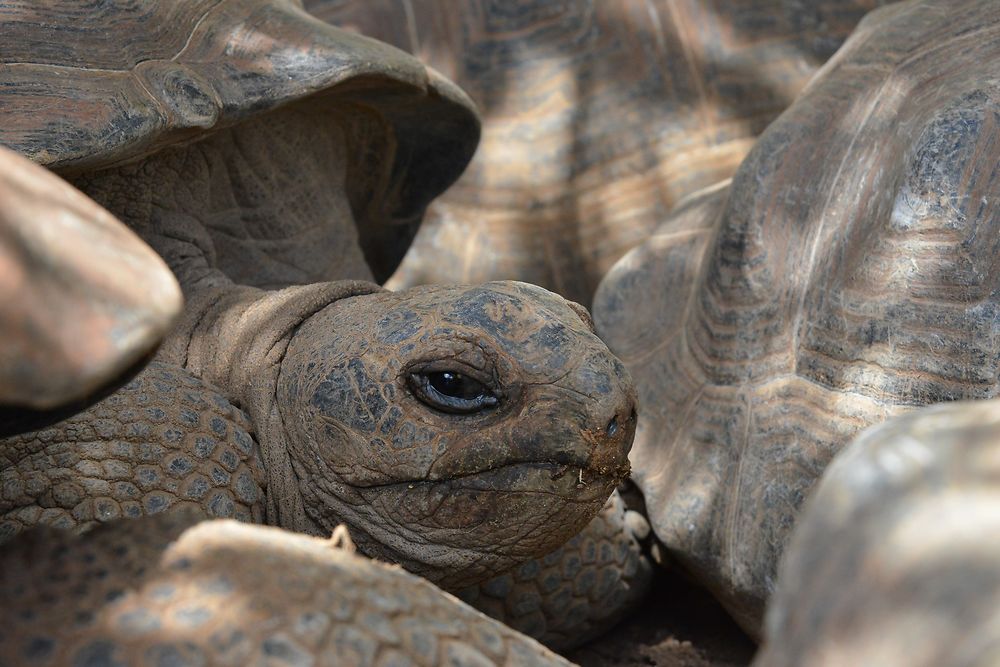 Tortue Aldabra réserve François Leguat