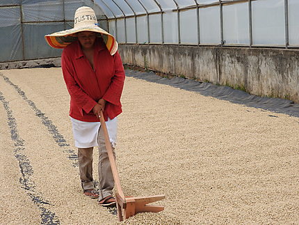 Matagalpa - Récolte du café