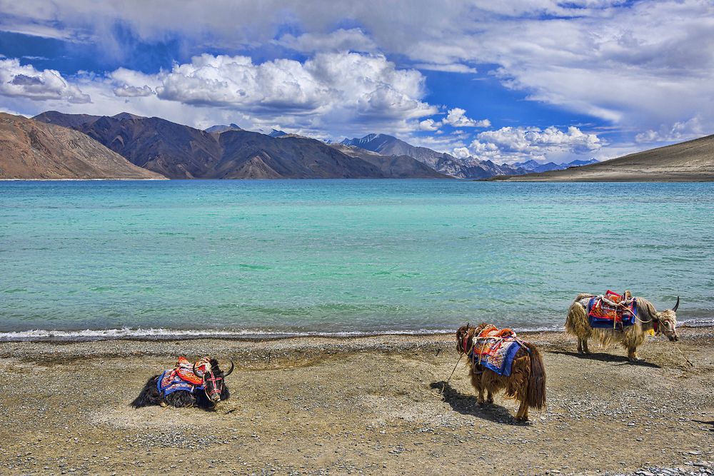 Pause autour du lac Pangong